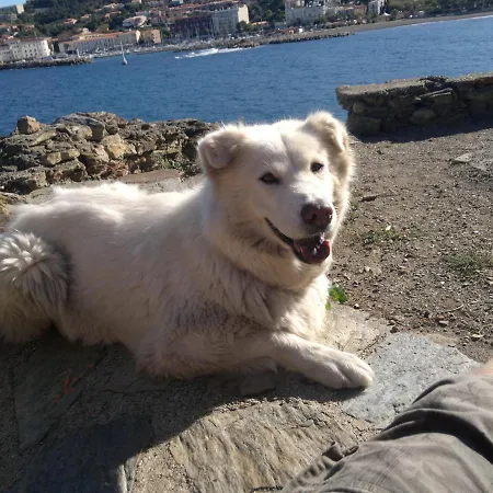 With Fantastic Sea View بانيول سور مير